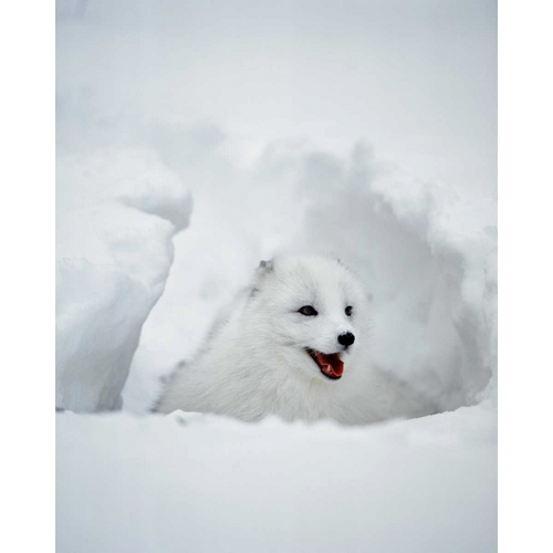 USA, Alaska Arctic fox in winter coat